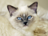 Ragdoll Kitten