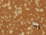 Lone Oryx Standing in Namib Desert, Sossusvlei, Namibia, Africa