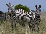 Common Zebra, Masai Mara National Reserve, Kenya