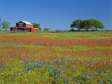 Paintbrush Flowers and Red Barn in Field, Texas Hill Country, Texas, USA