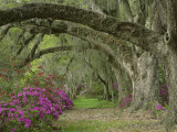 Oak Trees Above Azaleas in Bloom, Magnolia Plantation, Near Charleston, South Carolina, USA