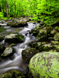 Creek Flows Through Forest, Shenandoah National Park, Virginia, USA