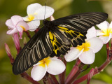 Buy The Golden Birdwing, Khon Kaen, Thailand at AllPosters.com