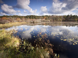 Cape Cod Wetlands, Massachusetts, USA