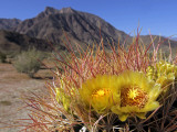 Buy Blooming Barrel Cactus at Anza-Borrego Desert State Park, California, USA at AllPosters.com