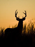 White-Tailed Deer in Grassland, Texas, USA