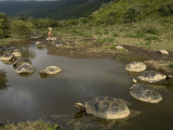 Galapagos Giant Tortoise With Tui De Roy Near Alcedo Volcano, Isabela Island, Galapagos Islands