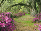 Oak Trees Above Azaleas in Bloom, Magnolia Plantation, Near Charleston, South Carolina, USA