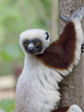 Coquerel's Sifaka, Ampijoroa, Ankarafantsika Reserve, Madagascar