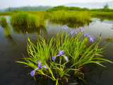 Large Blue Flag on East Inlet in Pittsburg, New Hampshire, USA