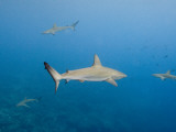 Galapagos Shark Off of Wolf Island, Galapagos Islands, Ecuador