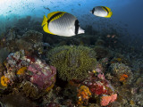 Buy Lined Butterflyfish Swim Over Reef Corals, Komodo National Park, Indonesia at AllPosters.com