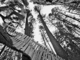 Mountain Biker on Malice in Plunderland Trail, Spencer Mountain, Whitefish, Montana, USA