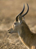 Puku, BUSAnga Plains, Kafue National Park, Zambia