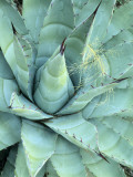 Agave Growing in Organ Pipe Cactus National Monument, Ajo Mountains, Arizona, USA