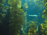 Monterey Bay Aquarium, Cannery Row, Monterey, Central California Coast, USA