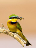 Little Bee-Eater Bird on Limb With Bee in Beak, Kenya