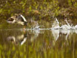 Common Goldeneye Takes From Calm Water on Lazy Creek Near Whitefish, Montana, USA
