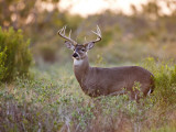 White-Tailed Deer in Grassland, Texas, USA