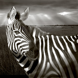 Black & White of Zebra and Plain, Kenya