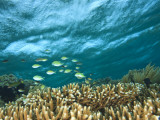 Damselfish, Tukang Besi/Wakatobi Archipelago Marine Preserve, South Sulawesi, Indonesia