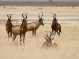 Red Hartebeest, Etosha National Park, Namibia, Africa