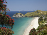 Pohutukawa Tree in Bloom and Hahei, Coromandel Peninsula, North Island, New Zealand