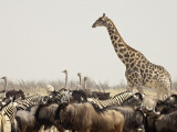 A Lone Giraffe Stands Tall at a Waterhole, Etosha National Park, Namibia, Africa