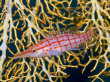 Close-Up of Hawkfish Amid Sea Fan, Raja Ampat, Indonesia