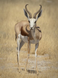 Front View of Standing Springbok, Etosha National Park, Namibia, Africa