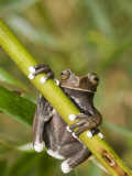 Tapichalaca Tree Frog, Tapichalaca Biological Reserve, Zamora-Chinchipe, Ecuador