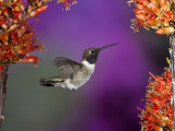 Black-Chinned Hummingbird, Arizona, USA