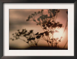 Queen Anne's Lace with Sun
