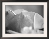 Petal Closeup II