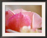 Petal Closeup II