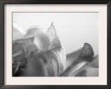 Petal Closeup IV