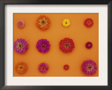 Pinks and Reds on Taffy Orange, Zinnia Family