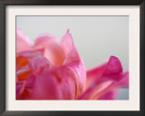 Petal Closeup IV