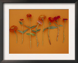 Zinnia Row on Orange