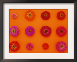 Pinks and Reds on Sunset Orange, Zinnia Family