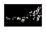 Branch of White Blossom
