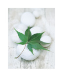 Buy White Still Life III at AllPosters.com