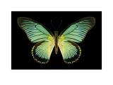 Buy Great Blue Zalmoxis I at AllPosters.com
