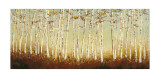 Silver Birch Trees