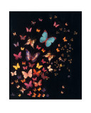 Midnight Butterflies