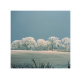 Buy Oak Trees at AllPosters.com