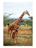 Giraffe and Baby
