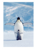 Penguin and Chick