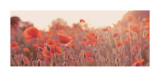 Buy Field of Poppies at AllPosters.com