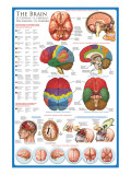 Buy The Brain at AllPosters.com